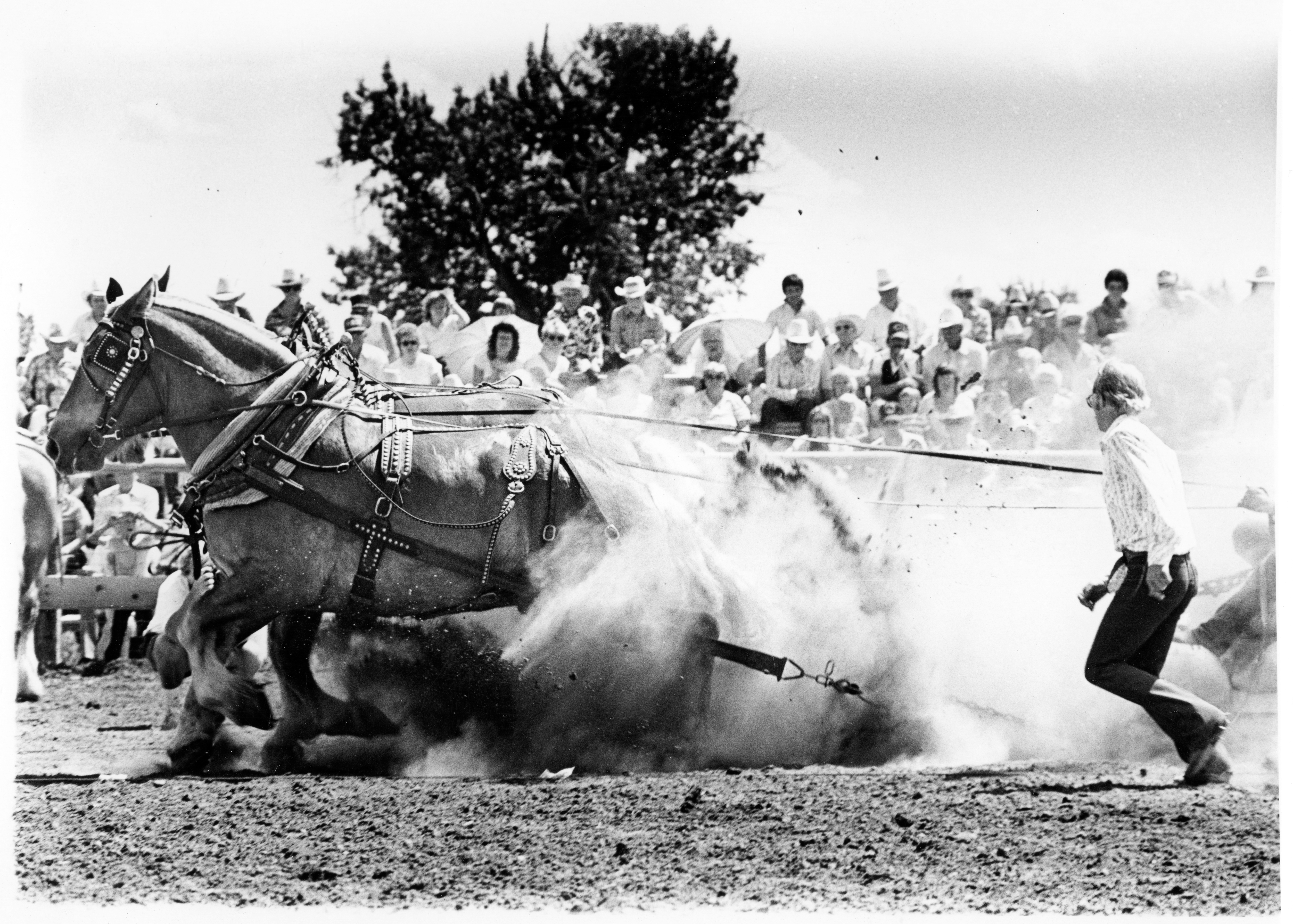 Two horses pull a sled with dust kicked up in the air.