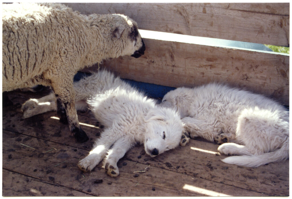 Two Great Pyrenees puppies sleep as a sheep stands over them