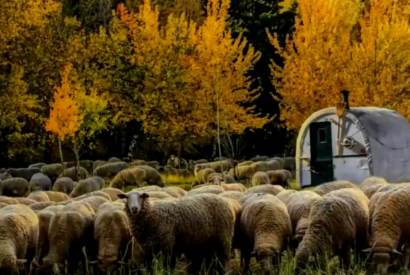 event Sheep Ranching