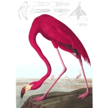 American Flamingo American Flamingo