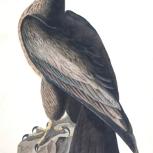 Bird of Washington Bird of Washington