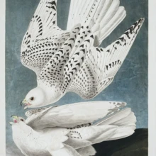 Iceland, or Jer Falcon Iceland, or Jer Falcon