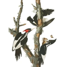 Ivory Billed Woodpecker Ivory Billed Woodpecker