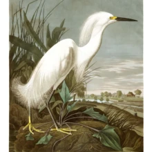 Snowy Heron Snowy Heron