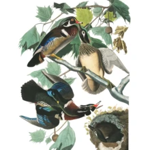 Summer or Wood Duck Summer or Wood Duck